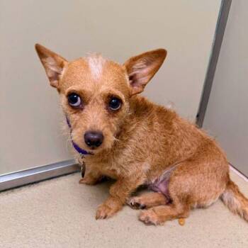 Kelly Kebab -  Wirehaired Terrier Dog for Adoption in Walnut Creek, California - Kelly Kebab | PetCurious