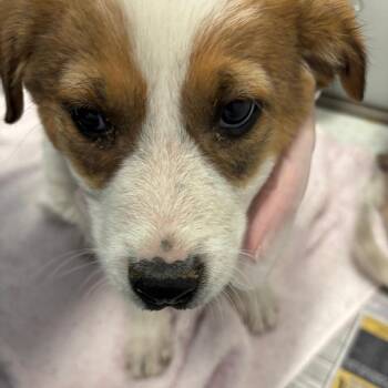 Icarus -  Cattle Dog and Mixed Breed Dog for Adoption in Taos, New Mexico - Icarus | PetCurious