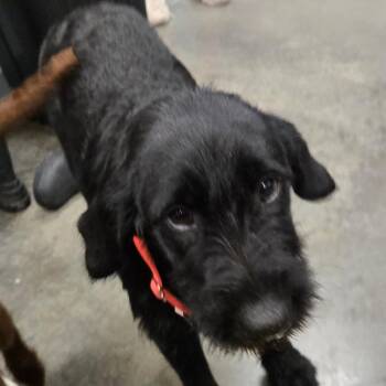Albert -  Labrador Retriever and German Wirehaired Pointer Dog for Adoption in Hannibal, Missouri - Albert | PetCurious