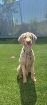 ARTHUR -  Standard Poodle Dog for Adoption in Delson, Quebec - ARTHUR | PetCurious