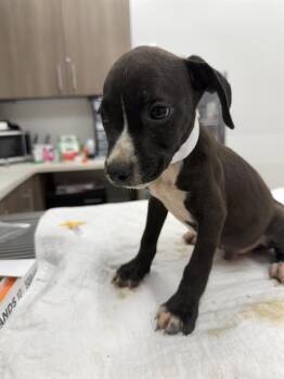 TERMITE -  Pit Bull Terrier and Mixed Breed Dog for Adoption in Baytown, Texas - TERMITE | PetCurious