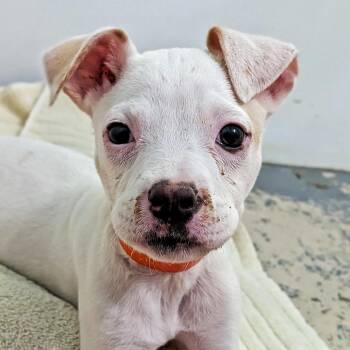 Jack Russell Terrier Dogs Available for Adoption in Eustis, Florida - Boo | PetCurious