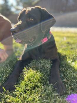 Rescue Labrador Retriever Dogs for Adoption in Broomfield, Colorado - Tavares / Joann | PetCurious