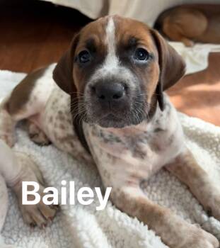 English Coonhound and Hound Dogs Available for Adoption - Bailey | PetCurious
