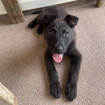 Belgian Shepherd Malinois Dogs Available for Adoption in Long Beach, Mississippi - Powder | PetCurious