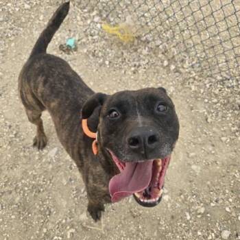 Mixed Breed Dogs Available for Adoption in Cheyenne, Wyoming - Grizzy | PetCurious