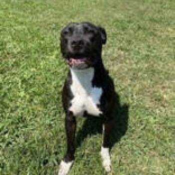 Rescue Mixed Breed Dogs for Adoption in Gloucester, Virginia - Baby Girl | PetCurious