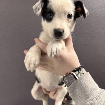 Mixed Breed Dogs Available for Adoption in Las Vegas, Nevada - Rosalina  | PetCurious