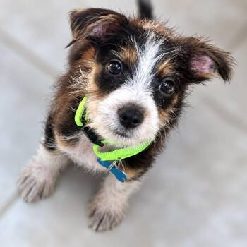 Tex -  Chihuahua and Wirehaired Terrier Dog for Adoption in Boerne, Texas - Tex | PetCurious