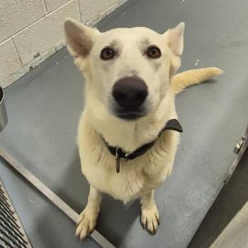 Dust Bunny -  German Shepherd Dog Dog for Adoption in Troy, Virginia - Dust Bunny | PetCurious