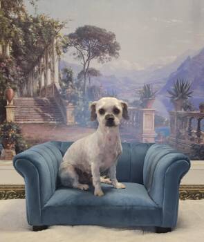 Shih Tzu and Poodle Dogs Available for Adoption - Pepper- Professional High Jumper | PetCurious