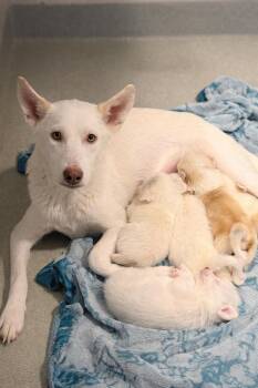White German Shepherd Dogs Available for Adoption - Rae | PetCurious
