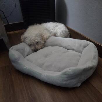 Bichon Frise and Mixed Breed Dogs Available for Adoption in Alma, Wisconsin - Lilah | PetCurious
