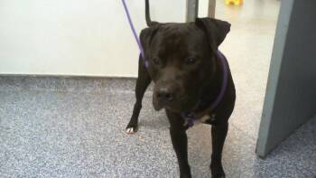 A1270889 -  Pit Bull Terrier Dog for Adoption in Charlotte, North Carolina - A1270889 | PetCurious