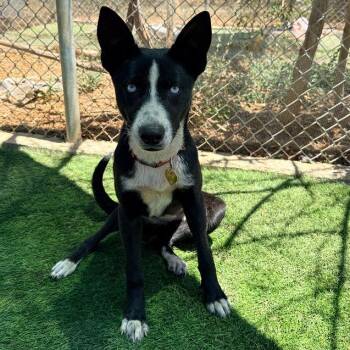 Lily -  Border Collie and Husky Dog for Adoption in Los Angeles, California - Lily | PetCurious