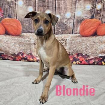 Rescue Mixed Breed Dogs for Adoption in Joliet, Illinois - Blondie | PetCurious