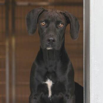 Shadow -  Hound and Mixed Breed Dog for Adoption in Bradenton, Florida - Shadow | PetCurious