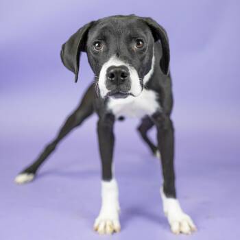 Salty -  Mixed Breed Dog for Adoption in Portland, Oregon - Salty | PetCurious