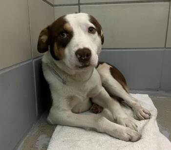 Staffordshire Bull Terrier and Mixed Breed Dogs Available for Adoption in Houston, Texas - SAMUEL | PetCurious