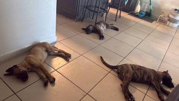 Juliet -  Belgian Shepherd Malinois Dog for Adoption in Tucson, Arizona - Juliet | PetCurious