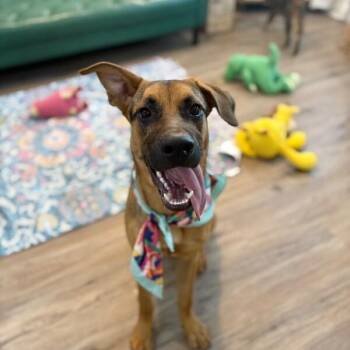 Dee Silly Boy -  Shepherd and Black Mouth Cur Dog for Adoption in Friendswood, Texas - Dee Silly Boy | PetCurious