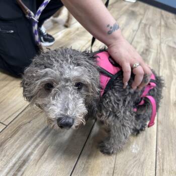 Bijou -  Poodle Dog for Adoption in Newark, New Jersey - Bijou | PetCurious
