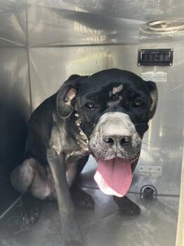 MIDNIGHT -  Mixed Breed Dog for Adoption in Dallas, Texas - MIDNIGHT | PetCurious