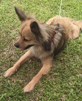 Gizmo - Courtesy Post -  Pomeranian Dog for Adoption in Parkville, Missouri - Gizmo - Courtesy Post | PetCurious