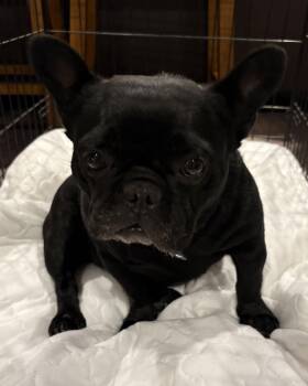 Onyx -  French Bulldog Dog for Adoption in Fenton, Missouri - Onyx | PetCurious