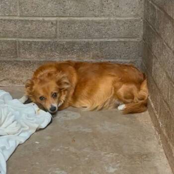 Dovie -  Spaniel and Chihuahua Dog for Adoption in Oceanside, California - Dovie | PetCurious