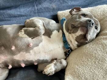 Rescue Mixed Breed Dogs for Adoption in Chamblee, Georgia - GrapeVine - IN FOSTER | PetCurious