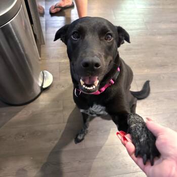 Cricket -  Black Labrador Retriever and Cattle Dog Dog for Adoption in Corpus Christi, Texas - Cricket | PetCurious