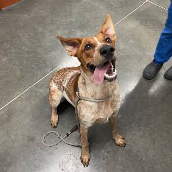 Gunner -  German Shorthaired Pointer and Cattle Dog Dog for Adoption in Webster, Texas - Gunner | PetCurious