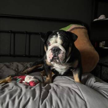 Ares -  English Bulldog Dog for Adoption in Chicago, Illinois - Ares | PetCurious