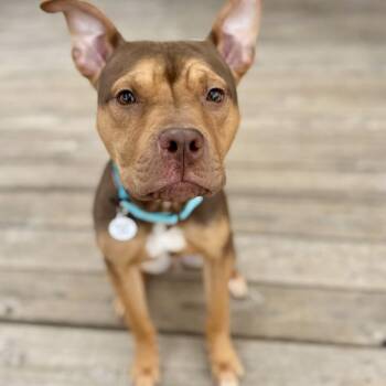 Peanut -  Pit Bull Terrier Dog for Adoption in Mead, Colorado - Peanut | PetCurious