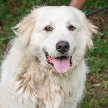 LUCKY-30923 -  Great Pyrenees Dog for Adoption in Memphis, Tennessee - LUCKY-30923 | PetCurious