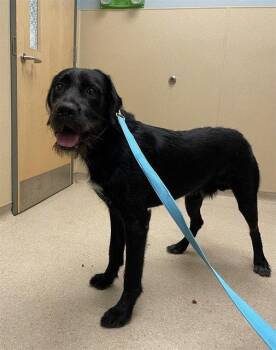 KANE -  German Wirehaired Pointer Dog for Adoption in Clyde, North Carolina - KANE | PetCurious