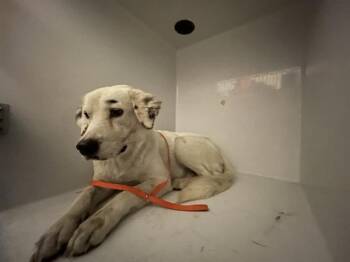 Rescue Australian Cattle Dog Blue Heeler and Mixed Breed Dogs for Adoption in Houston, Texas - A645141 | PetCurious