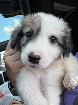 Great Pyrenees Dogs Available for Adoption in Pflugerville, Texas - Miso | PetCurious