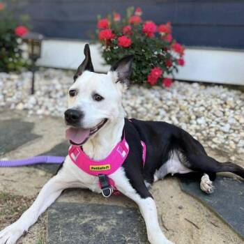 Labrador Retriever and Pit Bull Terrier Dogs Available for Adoption in Hillsborough, North Carolina - Rhianne | PetCurious