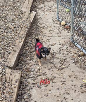 Chihuahua Dogs Available for Adoption - Milo | PetCurious