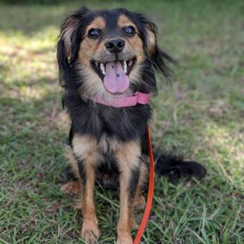 Gentry 08-1004 -  Dachshund and Mixed Breed Dog for Adoption in Tyrone, Georgia - Gentry 08-1004 | PetCurious