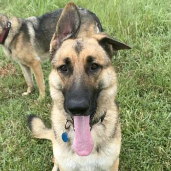 Lokei -  German Shepherd Dog Dog for Adoption in Columbia, South Carolina - Lokei | PetCurious