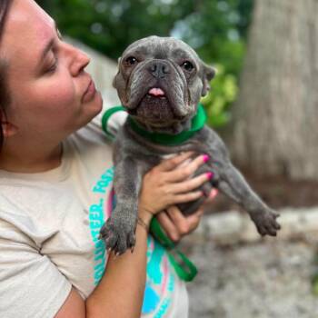 Sorbet -  French Bulldog Dog for Adoption in Campton Hills, Illinois - Sorbet | PetCurious
