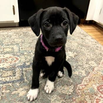 Poodle and Mixed Breed Dogs Available for Adoption in Eastford, Connecticut - CT Courage Avail May 31 | PetCurious