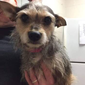 Star -  Wirehaired Dachshund and Terrier Dog for Adoption in Ardmore, Oklahoma - Star | PetCurious