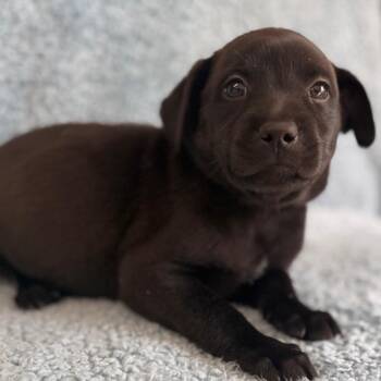 Delilah -  Cattle Dog and Mixed Breed Dog for Adoption in St. Peters, Missouri - Delilah | PetCurious