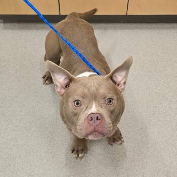 26-349 -  American Bully Dog for Adoption in Lindenhurst, New York - 26-349 | PetCurious