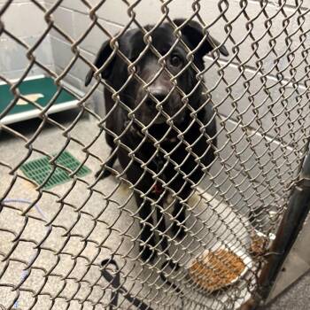 Hayden -  Black Labrador Retriever and Mixed Breed Dog for Adoption in Royse City, Texas - Hayden | PetCurious