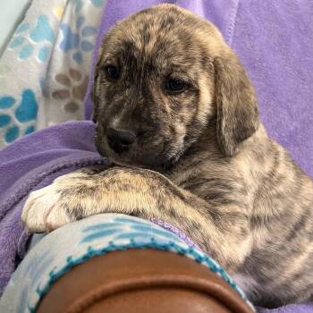 Boxer and American Foxhound Dogs Available for Adoption - Jade Gem | PetCurious